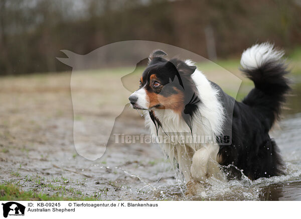 Australian Shepherd / Australian Shepherd / KB-09245