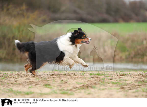 Australian Shepherd / Australian Shepherd / KB-09278