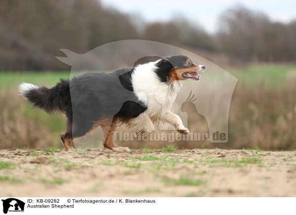 Australian Shepherd / Australian Shepherd / KB-09282