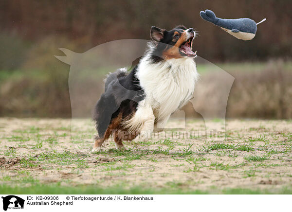 Australian Shepherd / Australian Shepherd / KB-09306