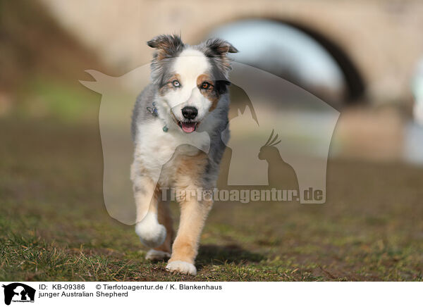 junger Australian Shepherd / KB-09386