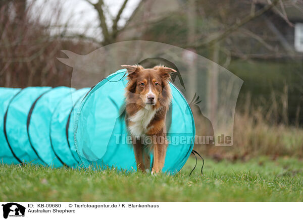 Australian Shepherd / KB-09680