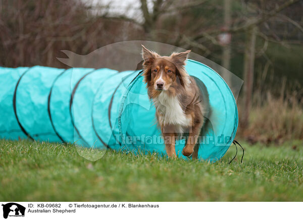 Australian Shepherd / Australian Shepherd / KB-09682