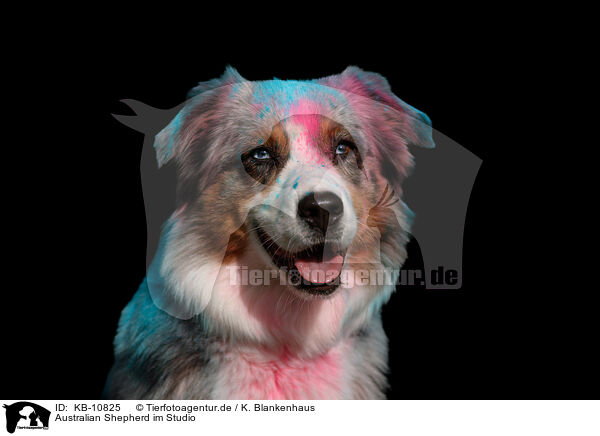 Australian Shepherd im Studio / Australian Shepherd in studio / KB-10825
