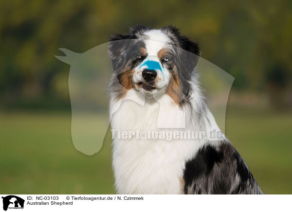 Australian Shepherd / Australian Shepherd / NC-03103