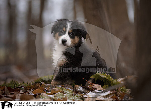 Australian Shepherd Welpe / Australian Shepherd Puppy / JQ-01051