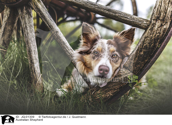 Australian Shepherd / Australian Shepherd / JQ-01309