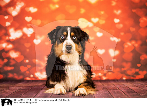 Australian Shepherd / Australian Shepherd / JAM-04314