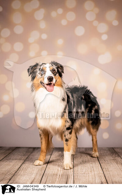 Australian Shepherd / Australian Shepherd / JAM-04349