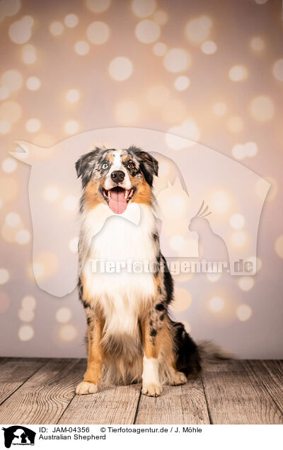 Australian Shepherd / Australian Shepherd / JAM-04356