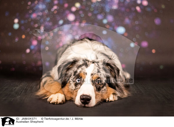 Australian Shepherd / Australian Shepherd / JAM-04371