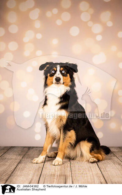 Australian Shepherd / Australian Shepherd / JAM-04382