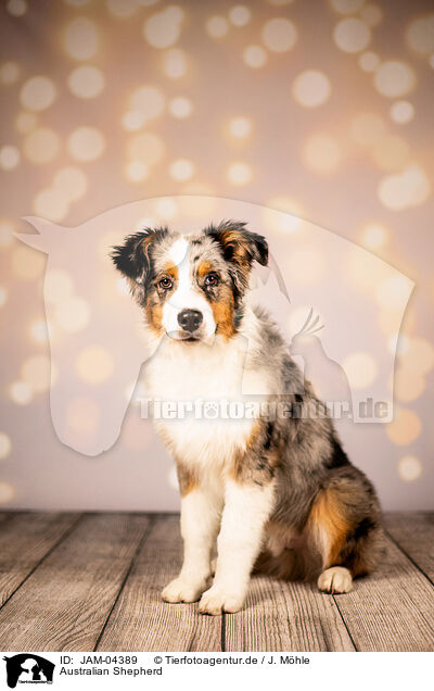 Australian Shepherd / Australian Shepherd / JAM-04389