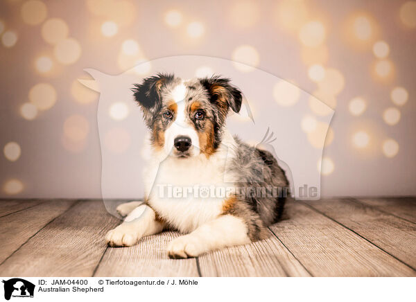 Australian Shepherd / Australian Shepherd / JAM-04400