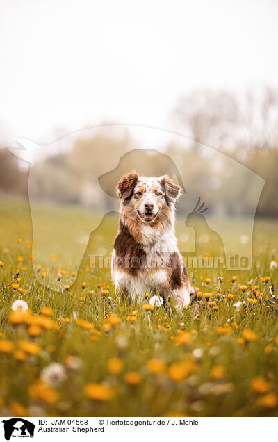 Australian Shepherd / Australian Shepherd / JAM-04568