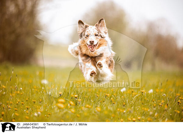 Australian Shepherd / Australian Shepherd / JAM-04581
