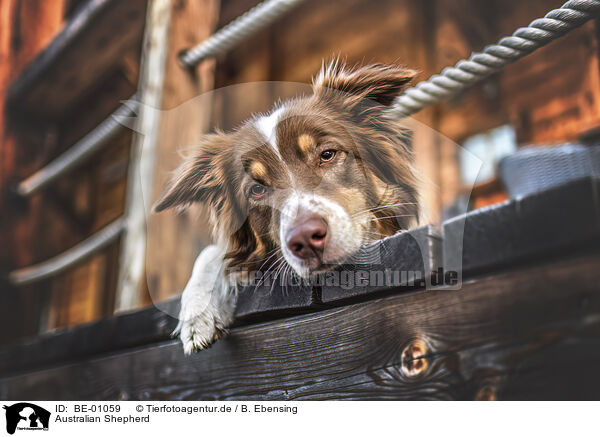 Australian Shepherd / Australian Shepherd / BE-01059