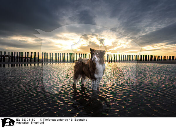 Australian Shepherd / Australian Shepherd / BE-01182