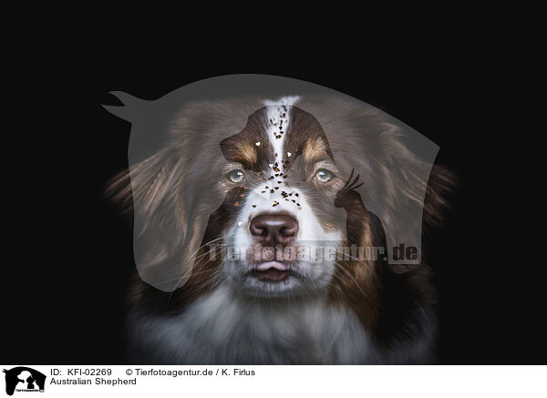 Australian Shepherd / Australian Shepherd / KFI-02269