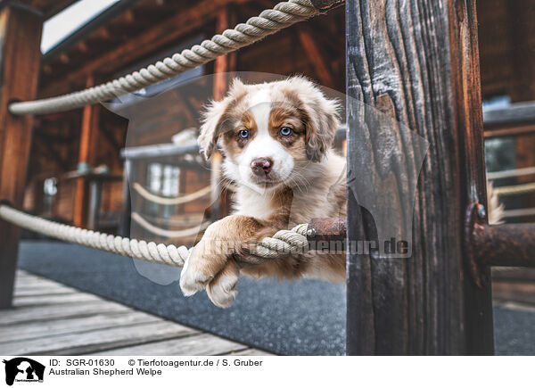 Australian Shepherd Welpe / Australian Shepherd puppy / SGR-01630