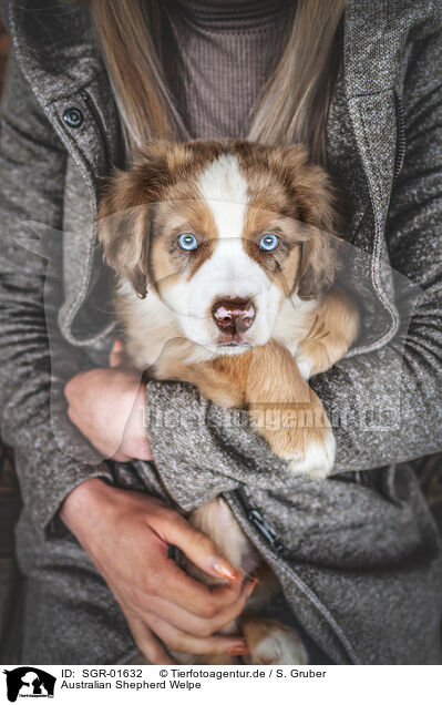 Australian Shepherd Welpe / Australian Shepherd puppy / SGR-01632