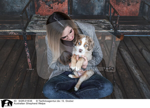 Australian Shepherd Welpe / Australian Shepherd puppy / SGR-01636