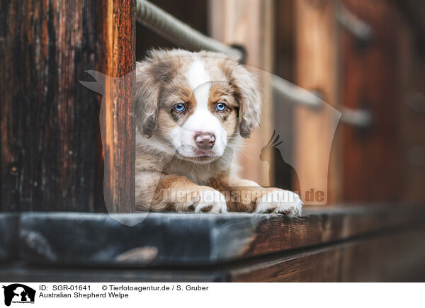 Australian Shepherd Welpe / Australian Shepherd puppy / SGR-01641