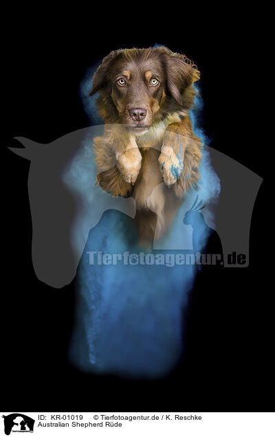 Australian Shepherd R�de / KR-01019