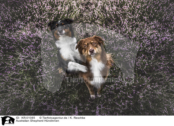 Australian Shepherd Hndinnen / female Australian Shepherds / KR-01085