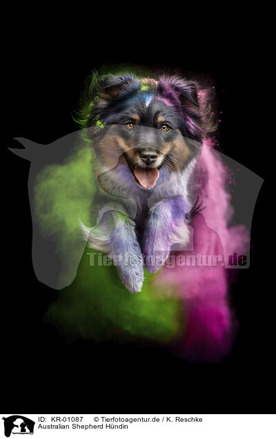 Australian Shepherd H�ndin / KR-01087