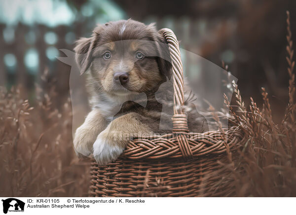 Australian Shepherd Welpe / Australian Shepherd Puppy / KR-01105