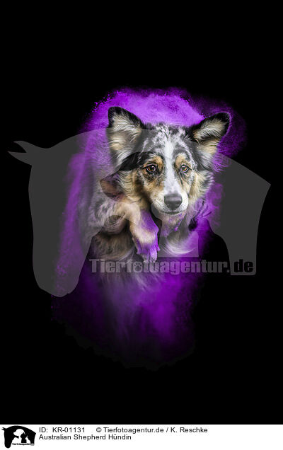 Australian Shepherd H�ndin / KR-01131