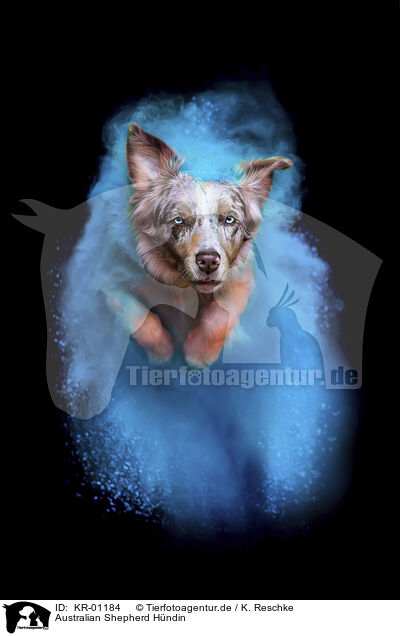 Australian Shepherd H�ndin / KR-01184