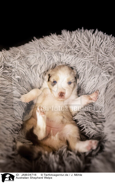 Australian Shepherd Welpe / JAM-04716