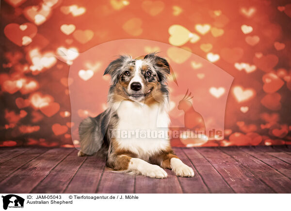 Australian Shepherd / Australian Shepherd / JAM-05043