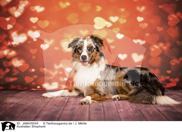 Australian Shepherd / Australian Shepherd / JAM-05045