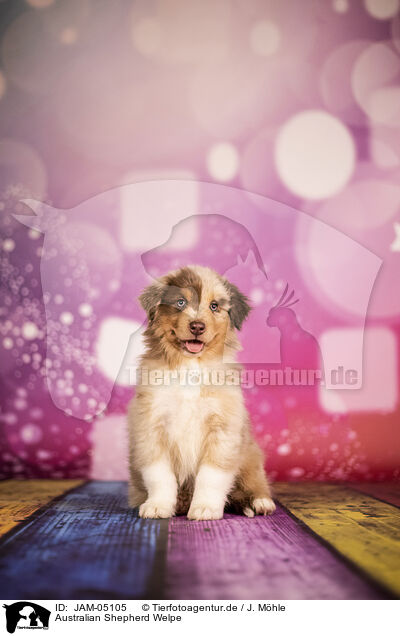 Australian Shepherd Welpe / Australian Shepherd Puppy / JAM-05105