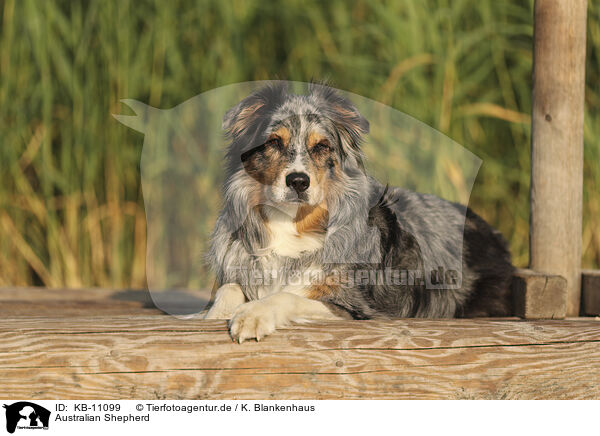 Australian Shepherd / Australian Shepherd / KB-11099