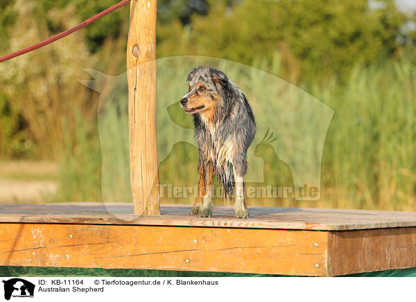 Australian Shepherd / Australian Shepherd / KB-11164