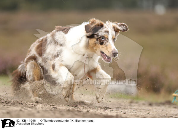 Australian Shepherd / Australian Shepherd / KB-11948