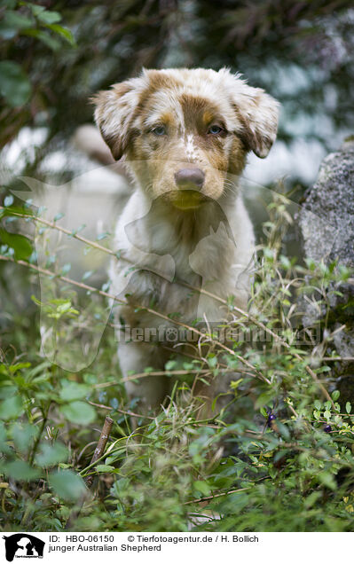 junger Australian Shepherd / HBO-06150