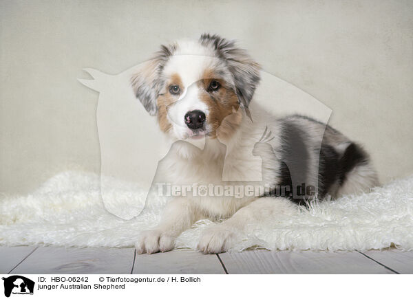 junger Australian Shepherd / young Australian Shepherd / HBO-06242