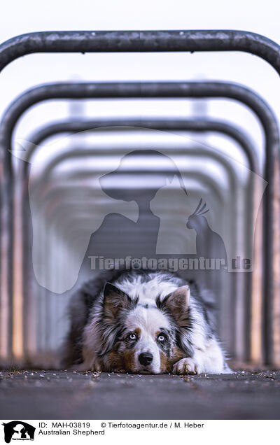 Australian Shepherd / Australian Shepherd / MAH-03819