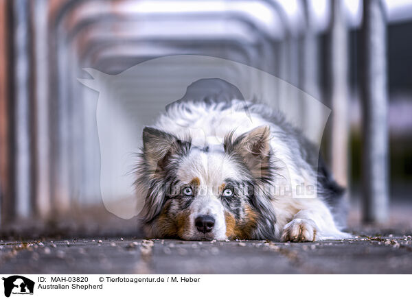 Australian Shepherd / Australian Shepherd / MAH-03820