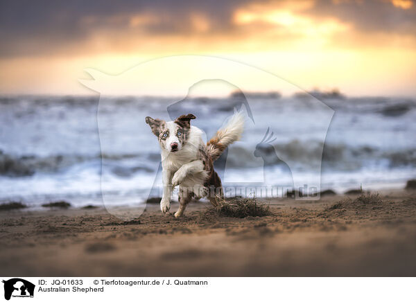 Australian Shepherd / Australian Shepherd / JQ-01633