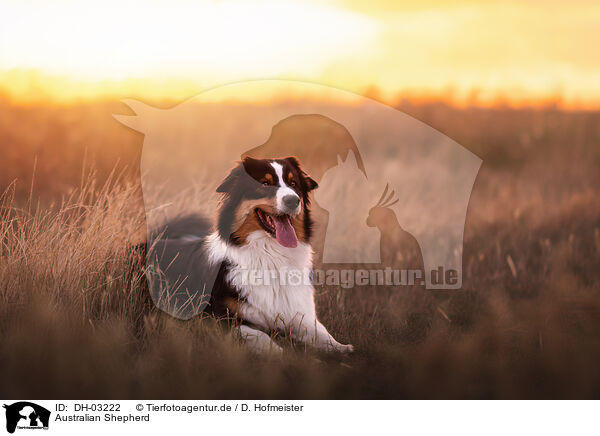 Australian Shepherd / DH-03222