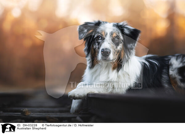 Australian Shepherd / Australian Shepherd / DH-03228