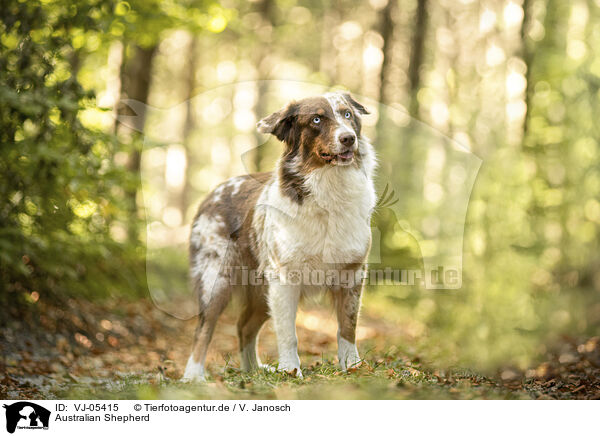 Australian Shepherd / Australian Shepherd / VJ-05415