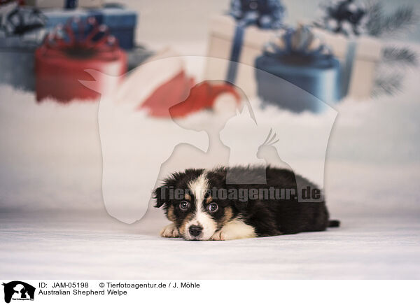 Australian Shepherd Welpe / Australian Shepherd Puppy / JAM-05198