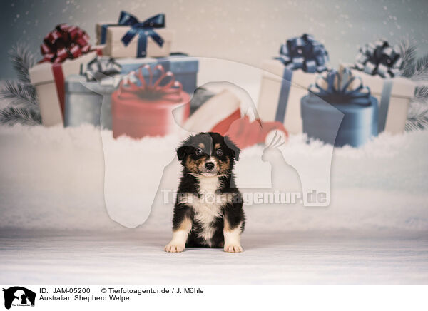 Australian Shepherd Welpe / Australian Shepherd Puppy / JAM-05200